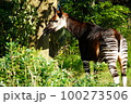 オカピ 100273506