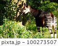 オカピ 100273507