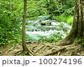 軽井沢の森林 100274196