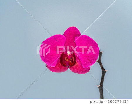 Phalaenopsis Stellenbosch single purple flower on a blue background. Copy space. Tropical flower, branch of orchid close up. Purple orchid background. Holiday, Women's Day, Flower card, beauty. Phalaenopsis Stellenbosch single purple flower on a blue background. Copy space. Tropical flower, branch of orchid close up. Purple orchid background. Holiday, Women's Day, Flower card, beauty. 100275434
