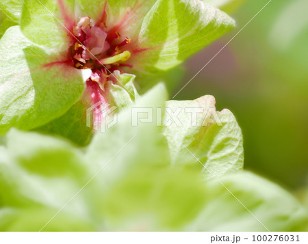 紅くなり始めた緑の桜(御衣黄)の花びらのクローズアップ 背景素材 紅くなり始めた緑の桜(御衣黄)の花びらのクローズアップ 背景素材 100276031