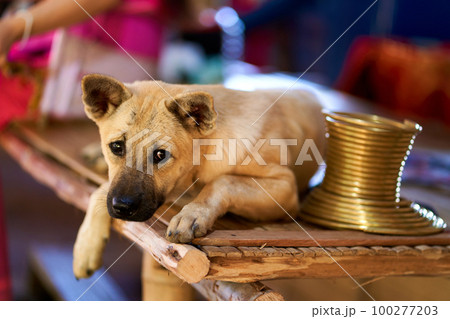 Canine Companion Resting Near Long-Necked Tribe Jewelry 100277203