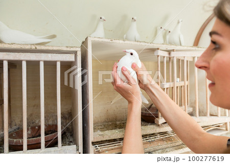 Woman with dove in pigeon loft Woman with dove in pigeon loft 100277619