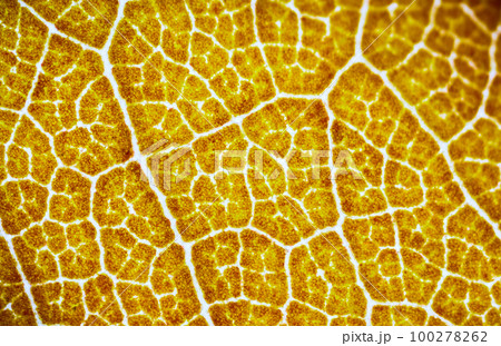 beautiful autumn patterns 100278262