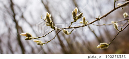 Spring flowers 100278588