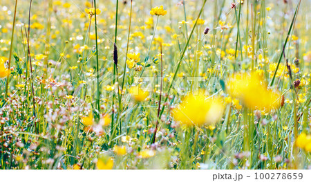 yellow meadow flowers yellow meadow flowers 100278659