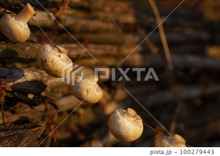 Organic fresh mushrooms hang from a rope, against a backdrop of woven twigs. Diet, Vegetarianism. Organic fresh mushrooms hang from a rope, against a backdrop of woven twigs. Diet, Vegetarianism. 100279443