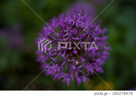 Decorative bow Allium. Beautiful flower abstract background of nature. Floriculture, home flower bed. Selective focus Decorative bow Allium. Beautiful flower abstract background of nature. Floriculture, home flower bed. Selective focus 100279479