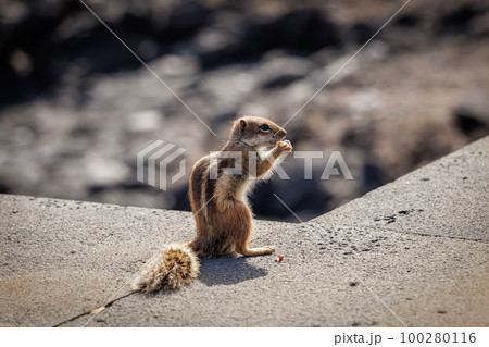 Chipmunk is a cute attraction on Fuerteventura 100280116