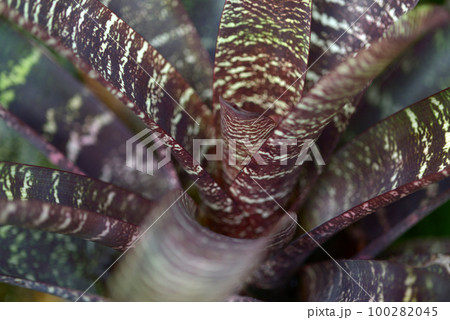 フリーセア属　葉模様 100282045