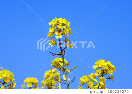 菜の花 菜の花 100282079