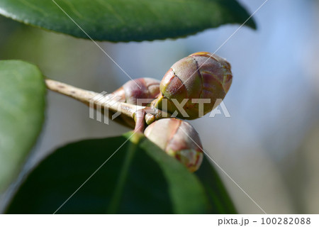 椿の蕾 100282088
