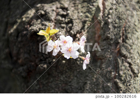 桜の開花。春のイメージ。　 100282616