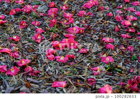 地面に落ちている赤いツバキの花 100282633