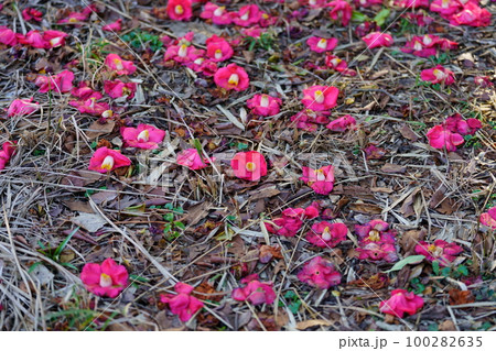 地面に落ちている赤いツバキの花 100282635