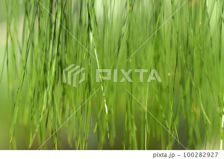 パツラマツ 葉模様 パツラマツ 葉模様 100282927