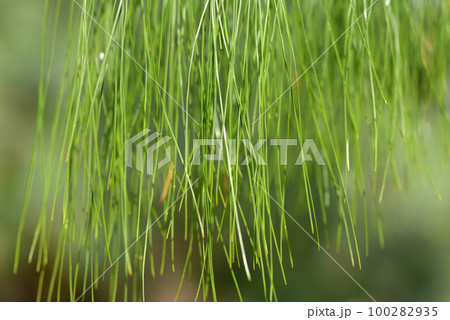 パツラマツ 葉模様 パツラマツ 葉模様 100282935