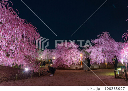【早春素材】夜の鈴鹿の森庭園のライトアップされたしだれ梅【三重県】 【早春素材】夜の鈴鹿の森庭園のライトアップされたしだれ梅【三重県】 100283097