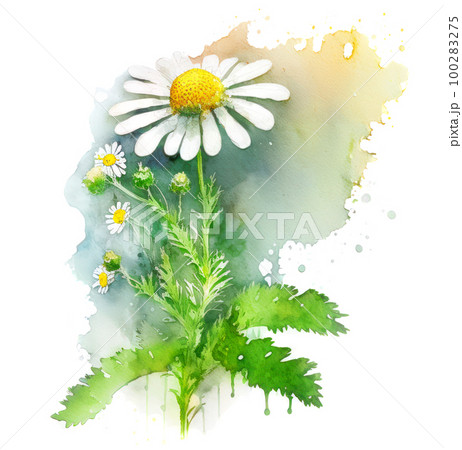 Feverfew flower over watercolor splash background. Generative AI watercolor illustration Feverfew flower over watercolor splash background. Generative AI watercolor illustration 100283275