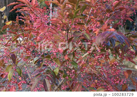 2022年12月・実が弾けて赤い種が見えるマユミの木 100283729