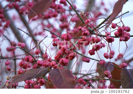 2022年12月・実が弾けて赤い種が見えるマユミの木 100283762