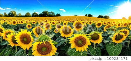 Sunflower blossom farm overlooking blue sky summer season landscape banner, cut and craft style, organic plants Sunflower blossom farm overlooking blue sky summer season landscape banner, cut and craft style, organic plants 100284171