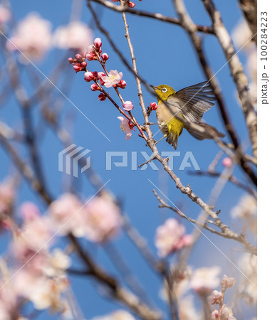 茨城県日立市　諏訪梅林の満開の梅とメジロ 100284223