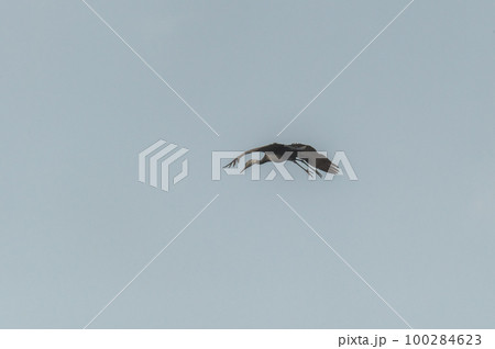 鶴の越冬地　鹿児島県出水　 100284623