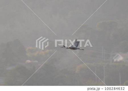 鶴の越冬地　鹿児島県出水　 100284632