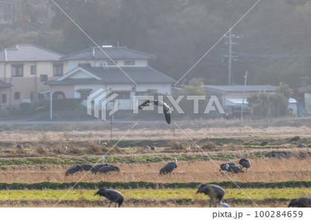鶴の越冬地　鹿児島県出水　 100284659