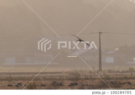 鶴の越冬地　鹿児島県出水　 100284705