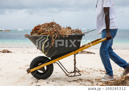 Dominican Republic Bavaro Punta cana provinces La Altagracia. Seaweed on the beach. Algae sargassum. Caribbean ecological problem. 100285312