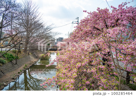 松戸宿坂川の河津桜 100285464