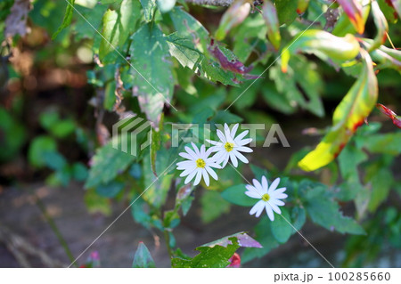 野菊の花 100285660