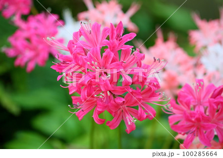 ネリネの花 100285664