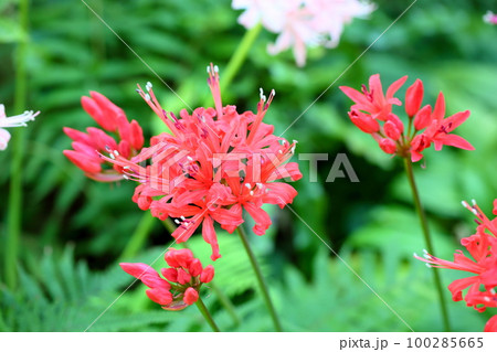 ネリネの花 100285665