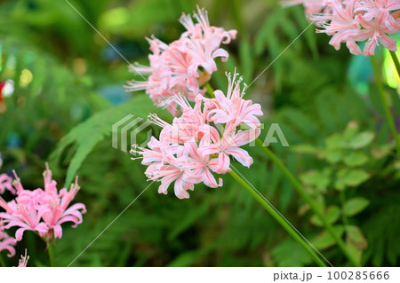 ネリネの花 ネリネの花 100285666