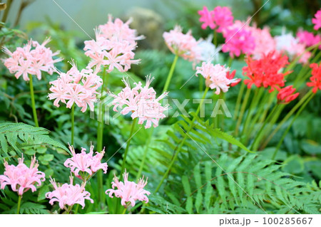 ネリネの花 100285667