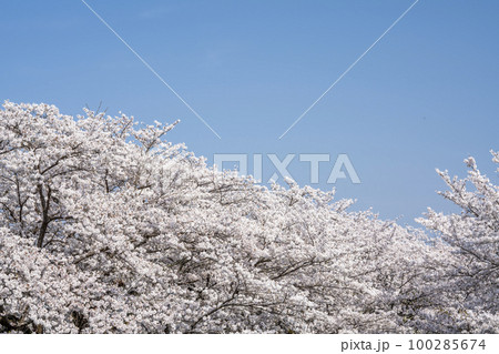 丹波　黒井川の桜 100285674