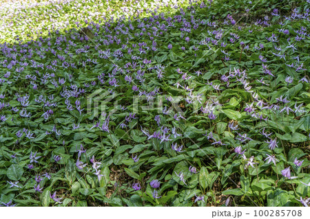 丹波　清住のカタクリ 100285708