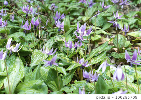 丹波　清住のカタクリ 100285709
