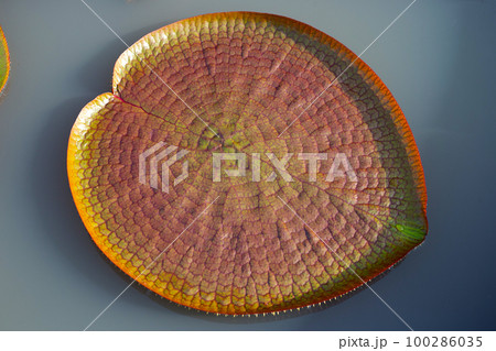 Leaves of Victoria or giant waterlily 100286035
