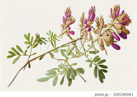 Astragalus Flower Botanical Illustration, Milkvetch Plant Realistic Painting, Abstract Generative AI Illustration Astragalus Flower Botanical Illustration, Milkvetch Plant Realistic Painting, Abstract Generative AI Illustration 100286061