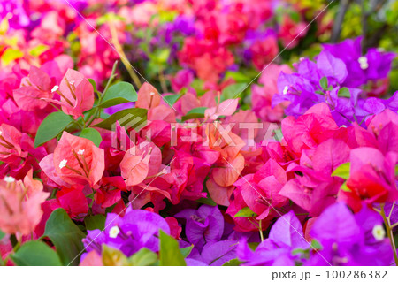 Beautiful bougainvillea flowers with green leaves 100286382