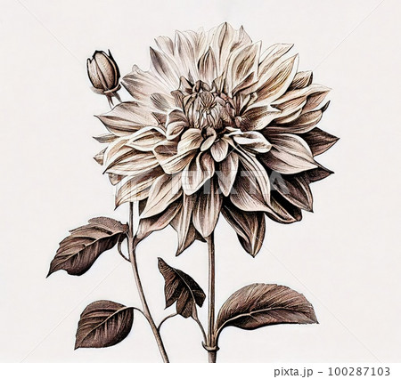 Dahlia Flower Botanical Illustration, - Stock