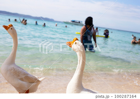 Tourists with white geese on tien beach. Koh Larn Pattaya, Thailand 100287164