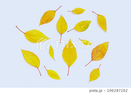 Hibiscus leaves on white background. Hibiscus leaves on white background. 100287202