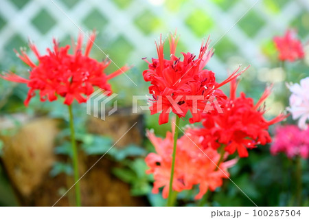 ネリネの花 100287504