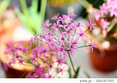 ストルマリアの花 100287505