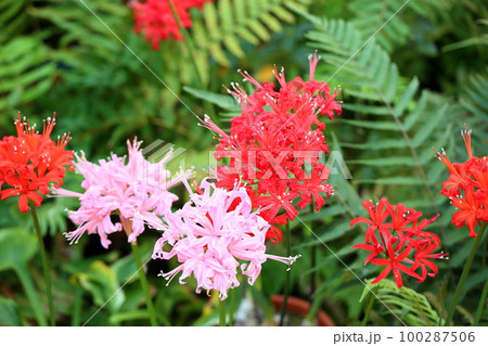 ネリネの花 ネリネの花 100287506